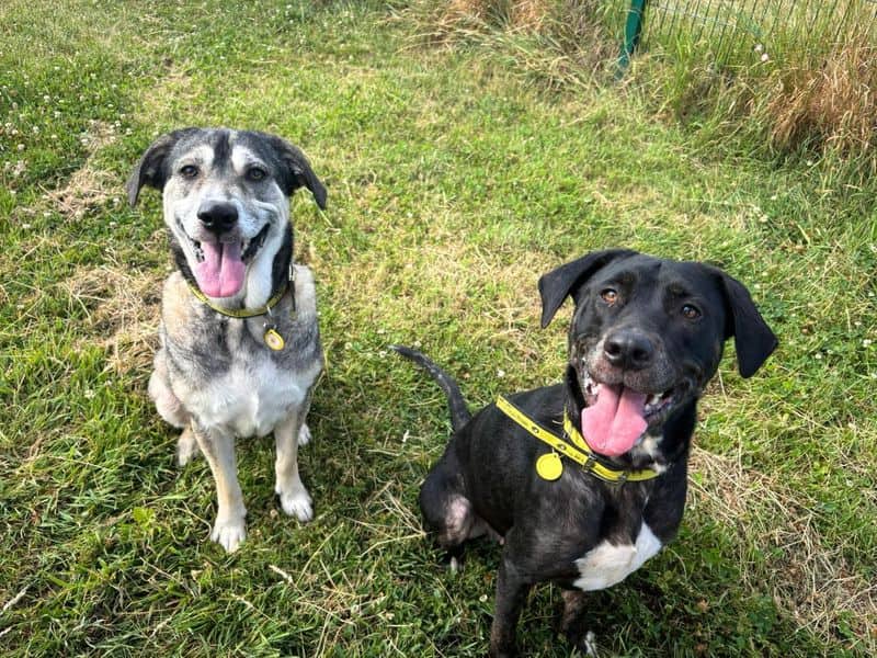 Fern, anatolian shepherd dog cross for adoption in Shoreham-by-Sea