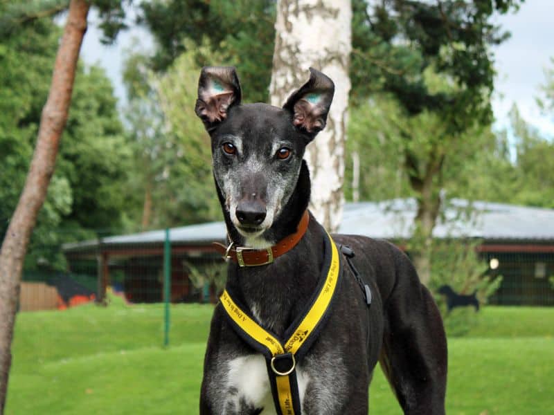 Bailey, greyhound for adoption in Huyton