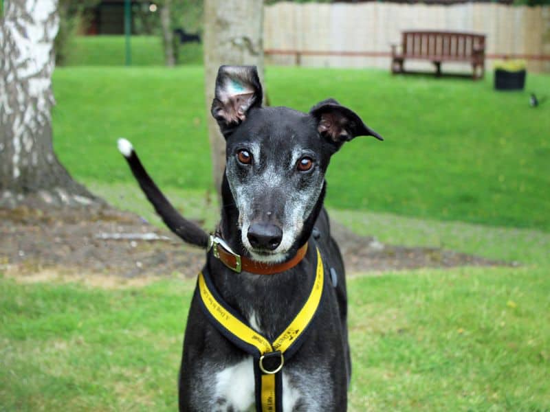 Bailey, photo 3