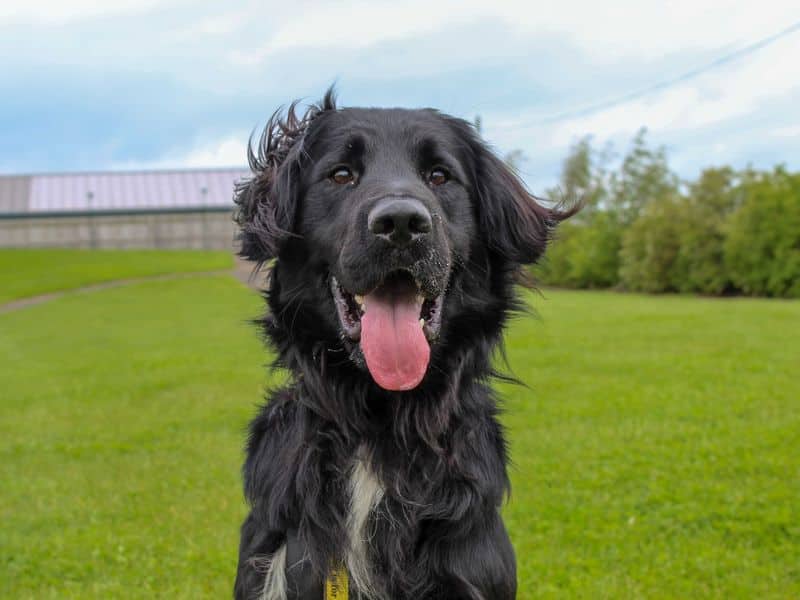 Jack, crossbreed for adoption in Sadberge