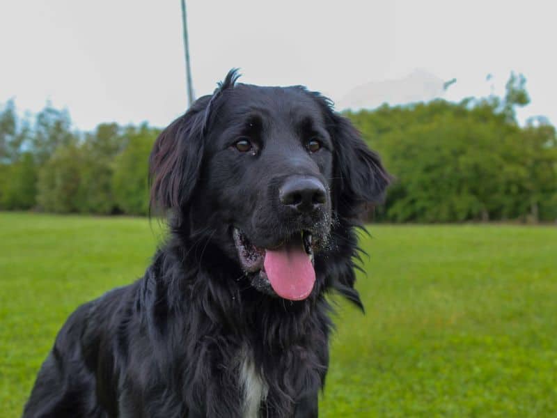 Jack, photo 2