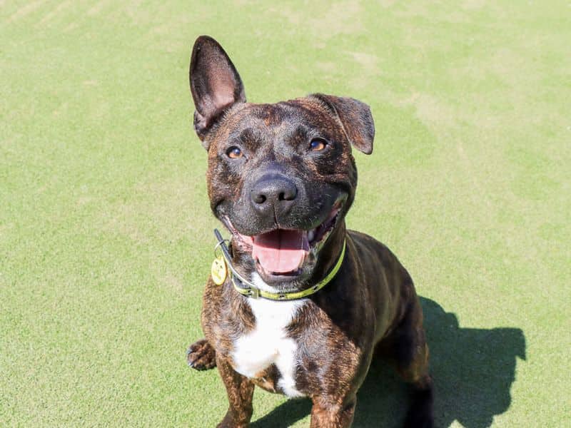 Dandy, staffordshire bull terrier cross for adoption in Evesham