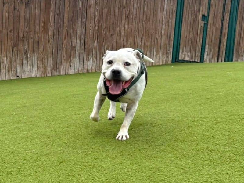 Roarie, staffordshire bull terrier for adoption in London