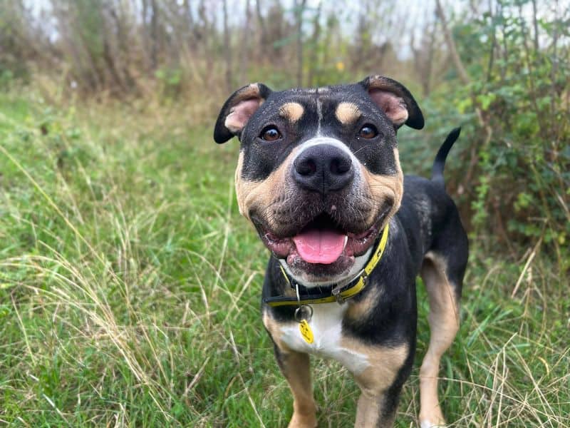 Yuri, staffordshire bull terrier cross for adoption in Wickford