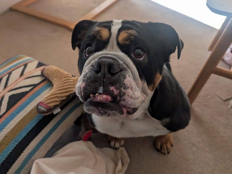 Hetty, bulldog for adoption in Huyton