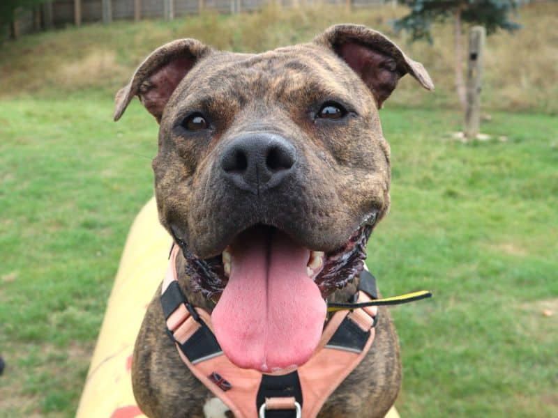 Boo, staffordshire bull terrier cross for adoption in London