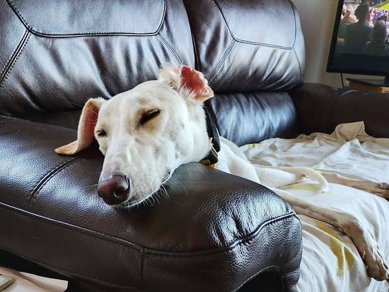 Rico, saluki cross for adoption in Glasgow