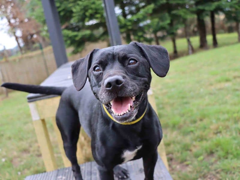 Claude, french bulldog cross for adoption in Sadberge