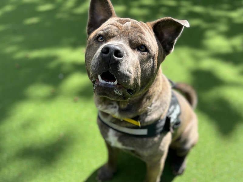 Casso, chow chow cross for adoption in Chestfield