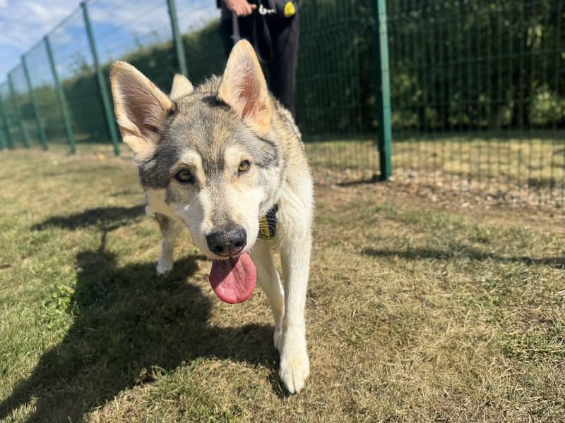 Warner, german shepherd dog cross for adoption in Wickford