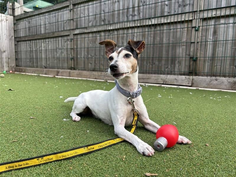 Esther, jack russell terrier for adoption in Cardiff