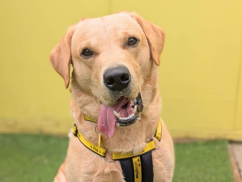 Dexter, labrador retriever for adoption in West Calder