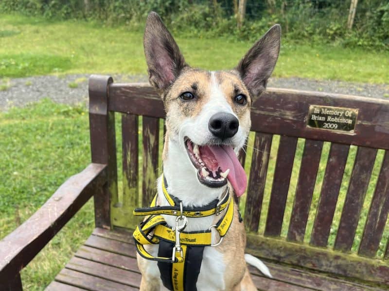 Little Gem, whippet cross for adoption in Mid and East Antrim