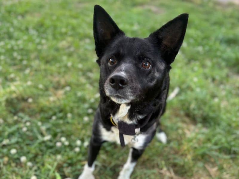 Sherlock, border collie for adoption in Telford
