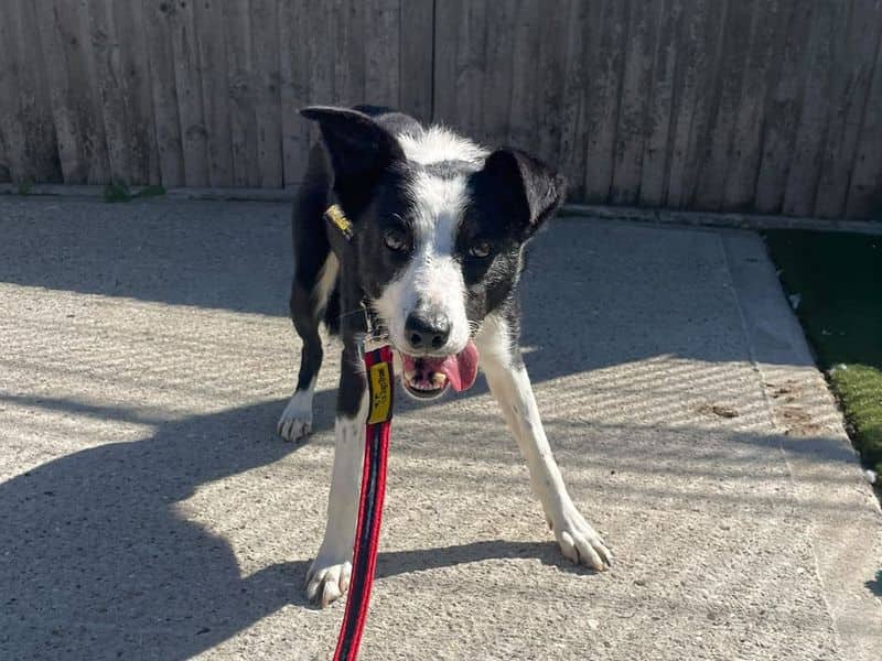Vimto, border collie for adoption in Wickford