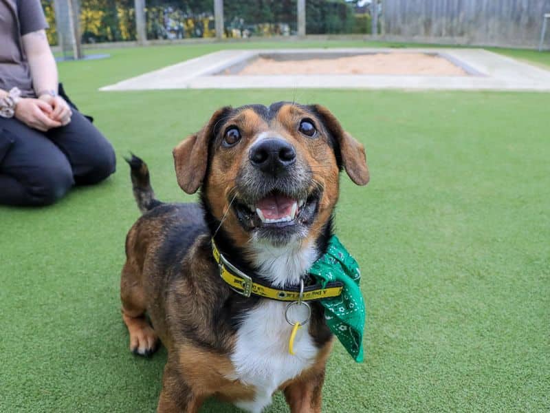 Robert, smooth haired dachshund cross for adoption in Evesham