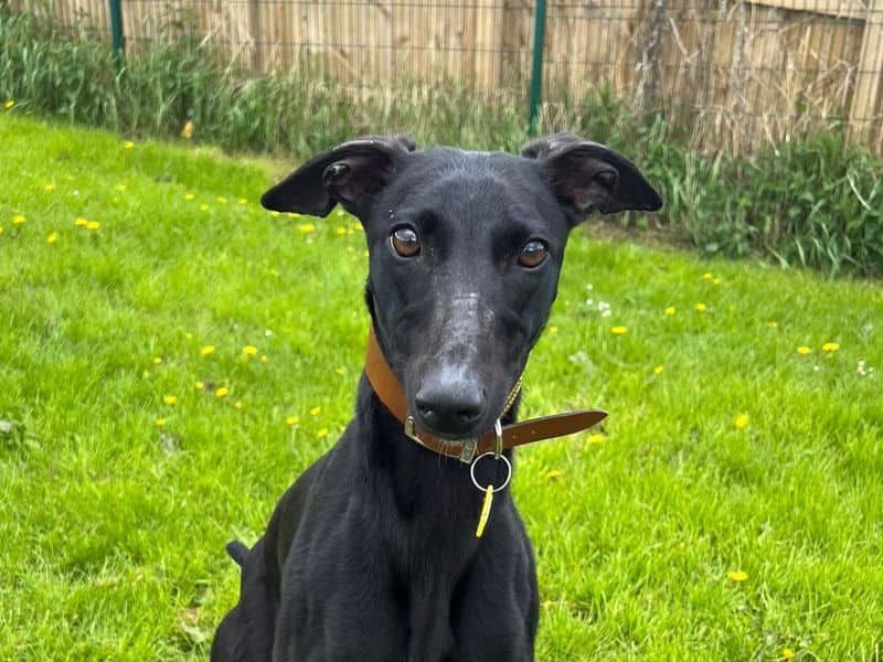 Lilo Longlegs, lurcher for adoption in West Calder