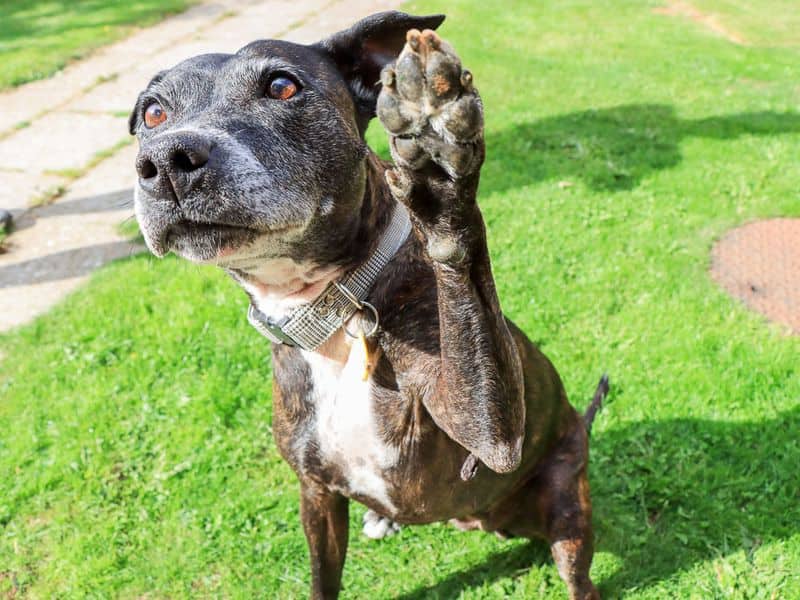 Bambi, staffordshire bull terrier for adoption in Evesham