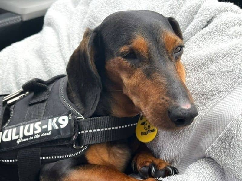 Dolly Daxi, photo 3