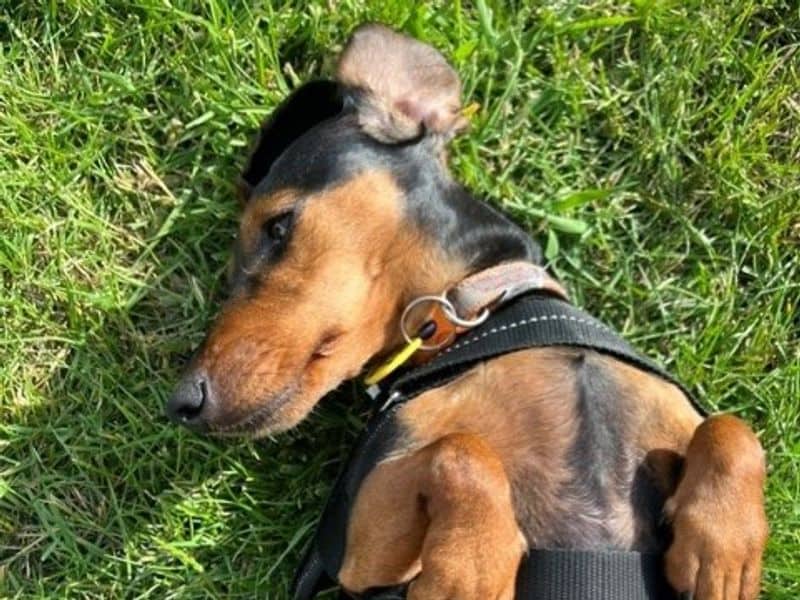 Dolly Daxi, miniature smooth haired dachshund for adoption in Shoreham-by-Sea