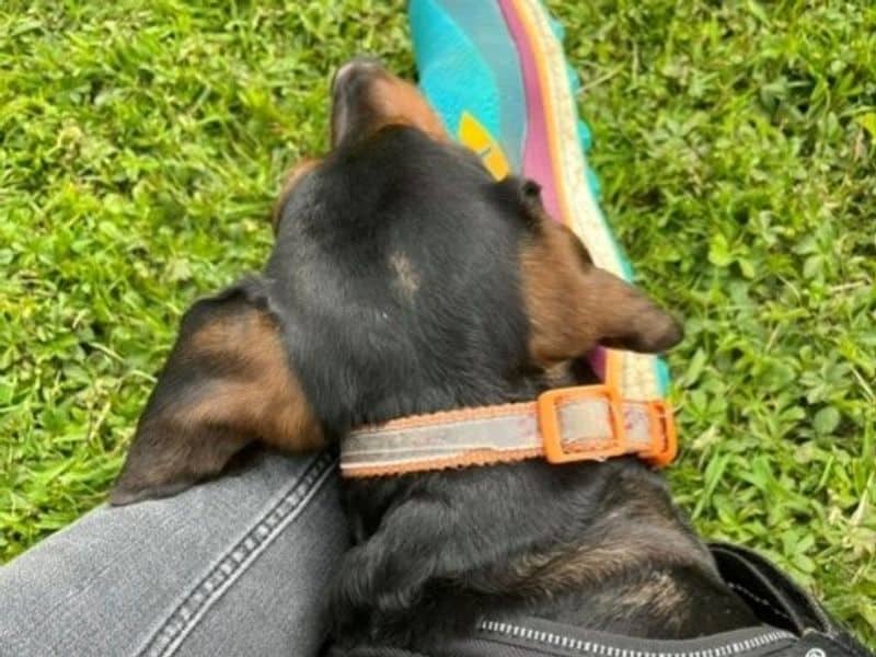 Dolly Daxi, photo 4