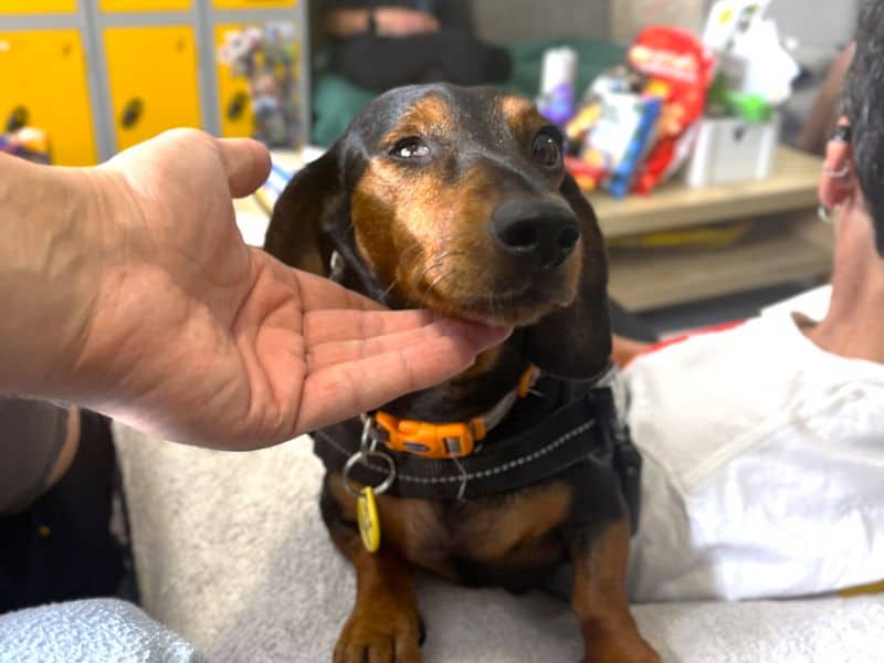 Dolly Daxi, photo 2