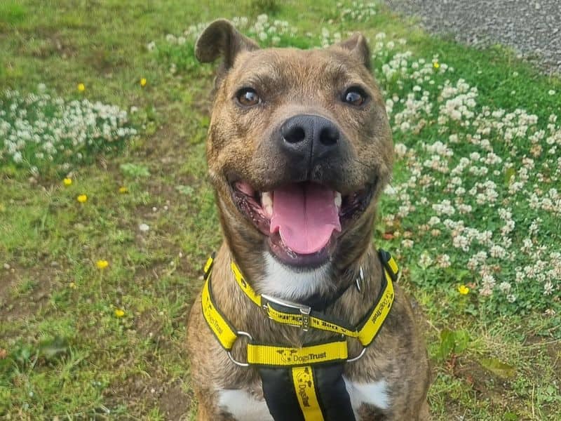 Wally, staffordshire bull terrier cross for adoption in Mid and East Antrim