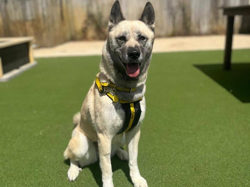 Mulan, akita cross for adoption in Newton Tony