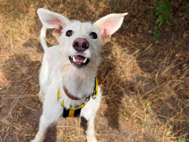 Coconut, lurcher for adoption in Telford