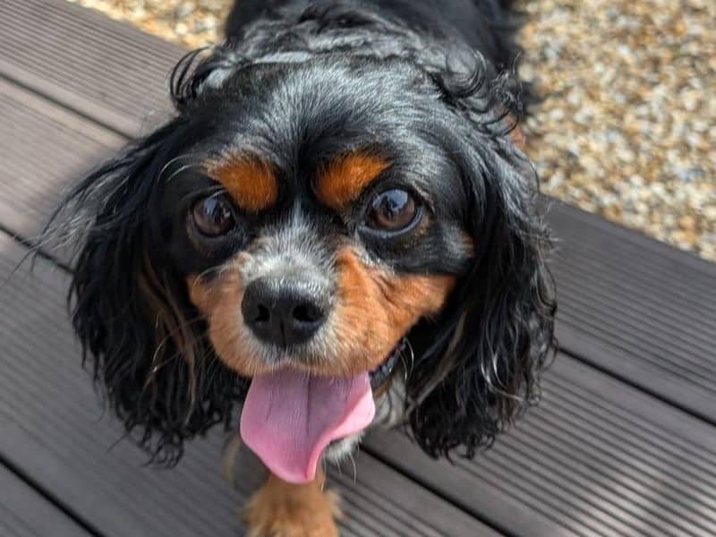 Leo, king charles spaniel for adoption in Shoreham-by-Sea