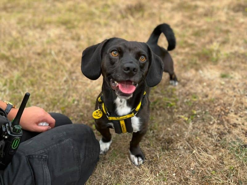 Cody, kaninchen/rabbit, smooth haired dachshund cross for adoption in Chestfield