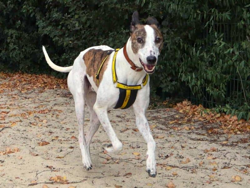 Ravioli, lurcher for adoption in London