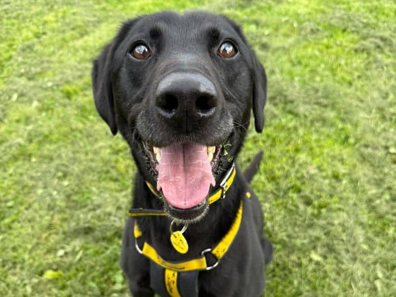 Xander, labrador retriever cross for adoption in West Calder