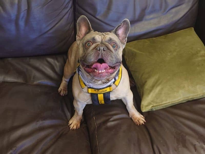 Balou, photo 2