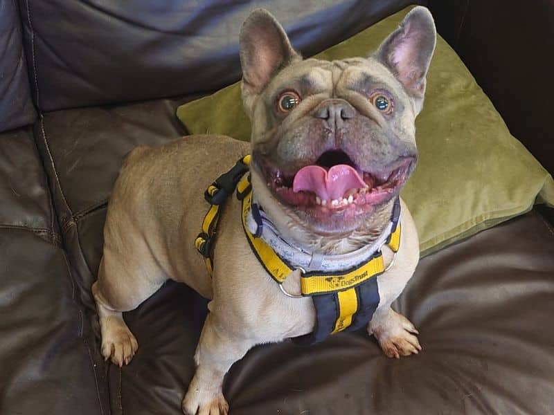 Balou, french bulldog for adoption in London