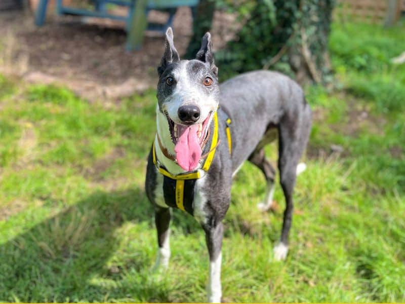 M&M, greyhound for adoption in Breckland