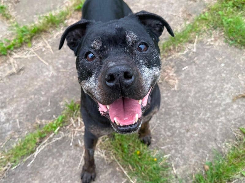 Yogi, staffordshire bull terrier cross for adoption in West Calder