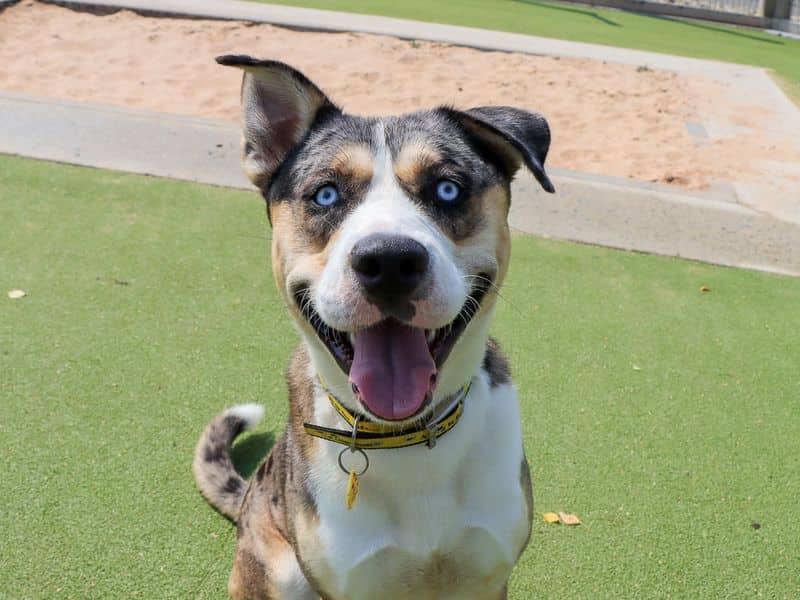 Crumpet, crossbreed for adoption in Evesham