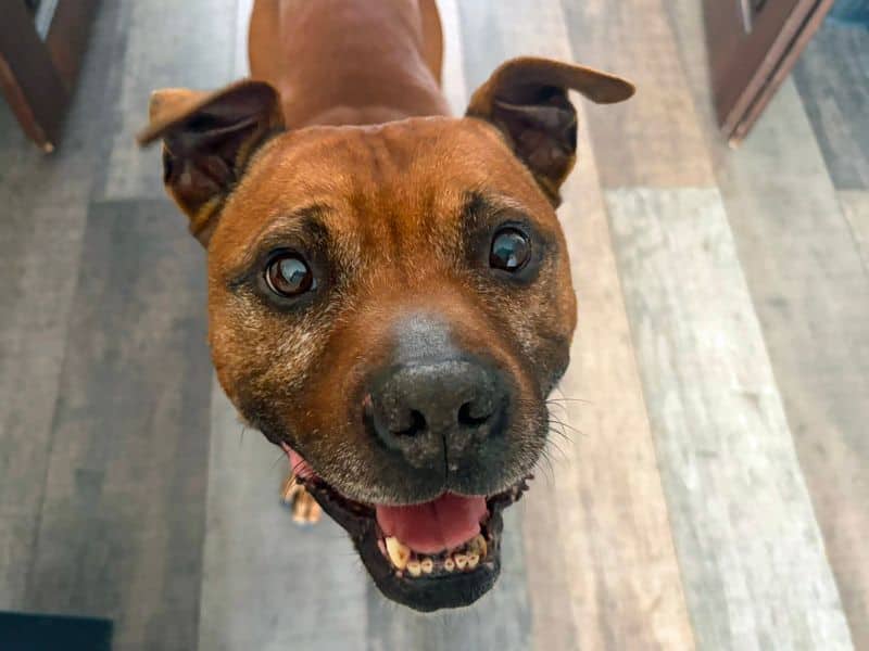 Yumi, staffordshire bull terrier cross for adoption in Huyton