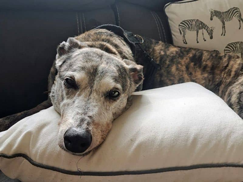 Yara, lurcher for adoption in Huyton