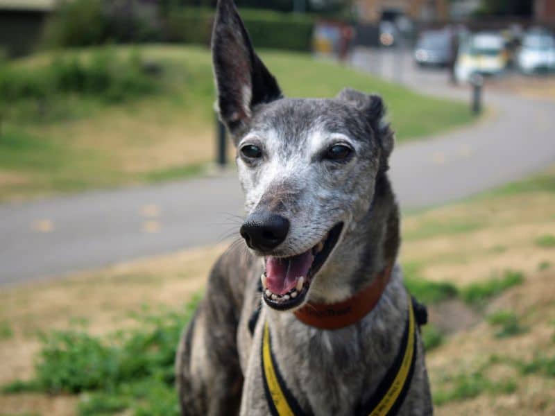 Yoshi, whippet for adoption in Huyton