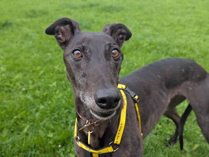 Lottie Longlegs, greyhound for adoption in West Calder