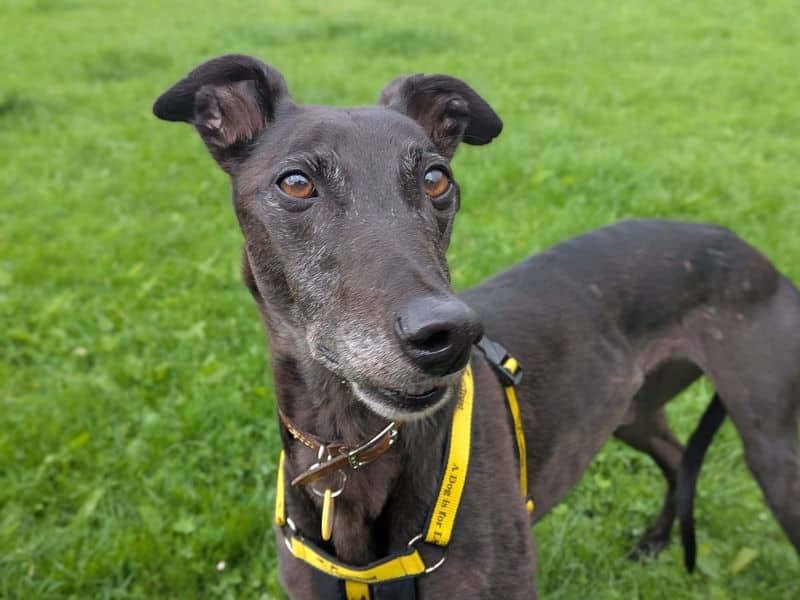 Lottie Longlegs, photo 3