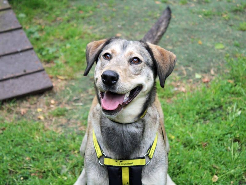 Lilly, crossbreed for adoption in Huyton