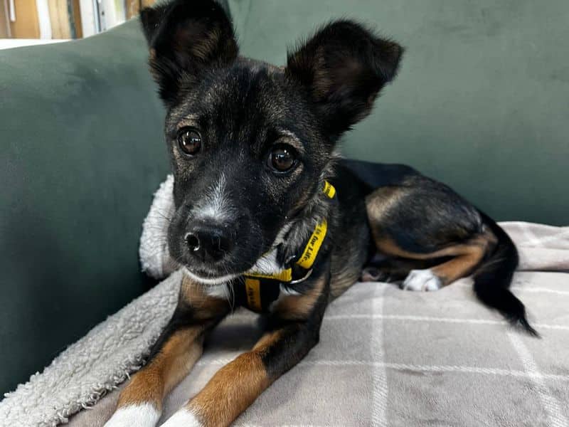 June, border terrier cross for adoption in Mid and East Antrim