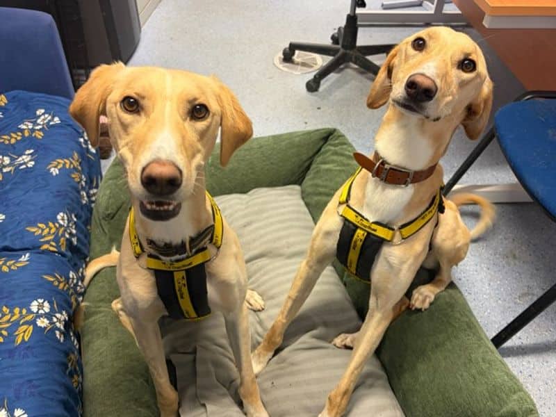 Gomez, lurcher for adoption in Wymeswold