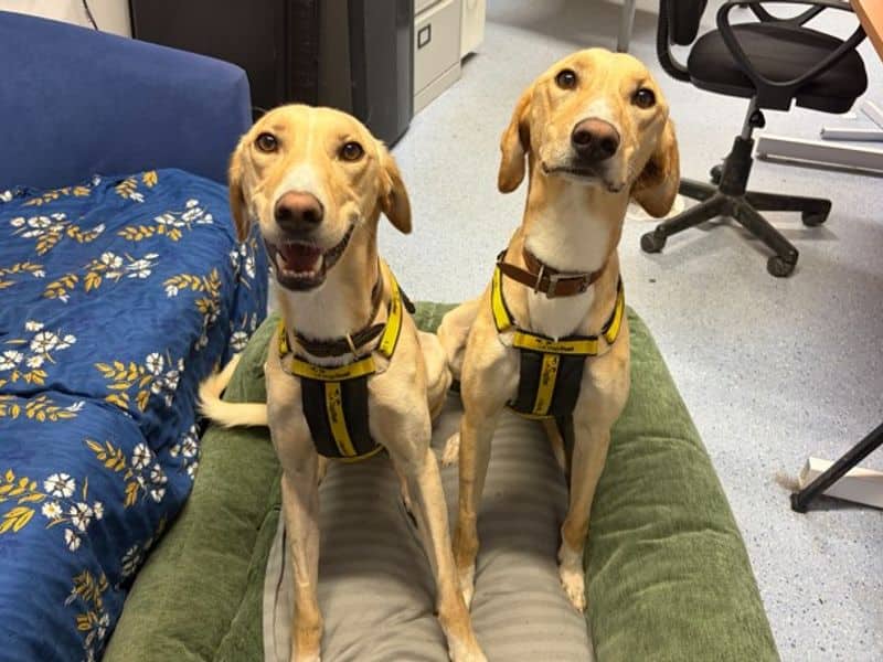Fester, lurcher for adoption in Wymeswold