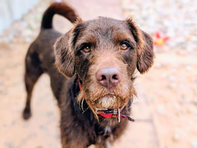 Simba, patterdale terrier cross for adoption in Cardiff