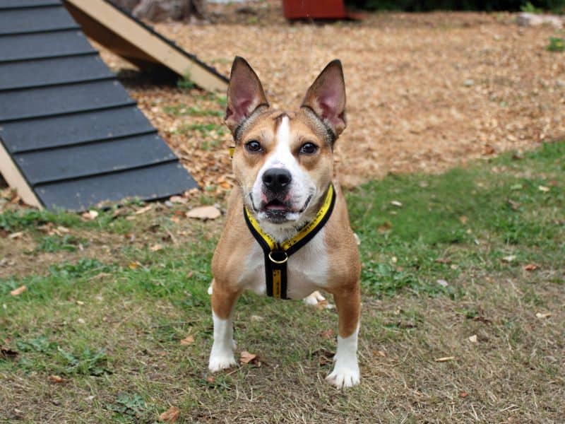 Daisy, photo 4