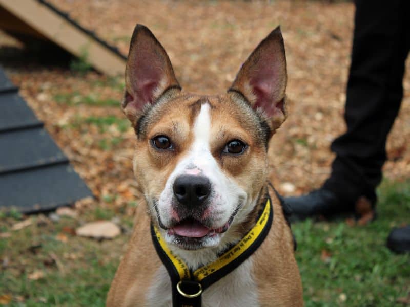 Daisy, crossbreed for adoption in Huyton